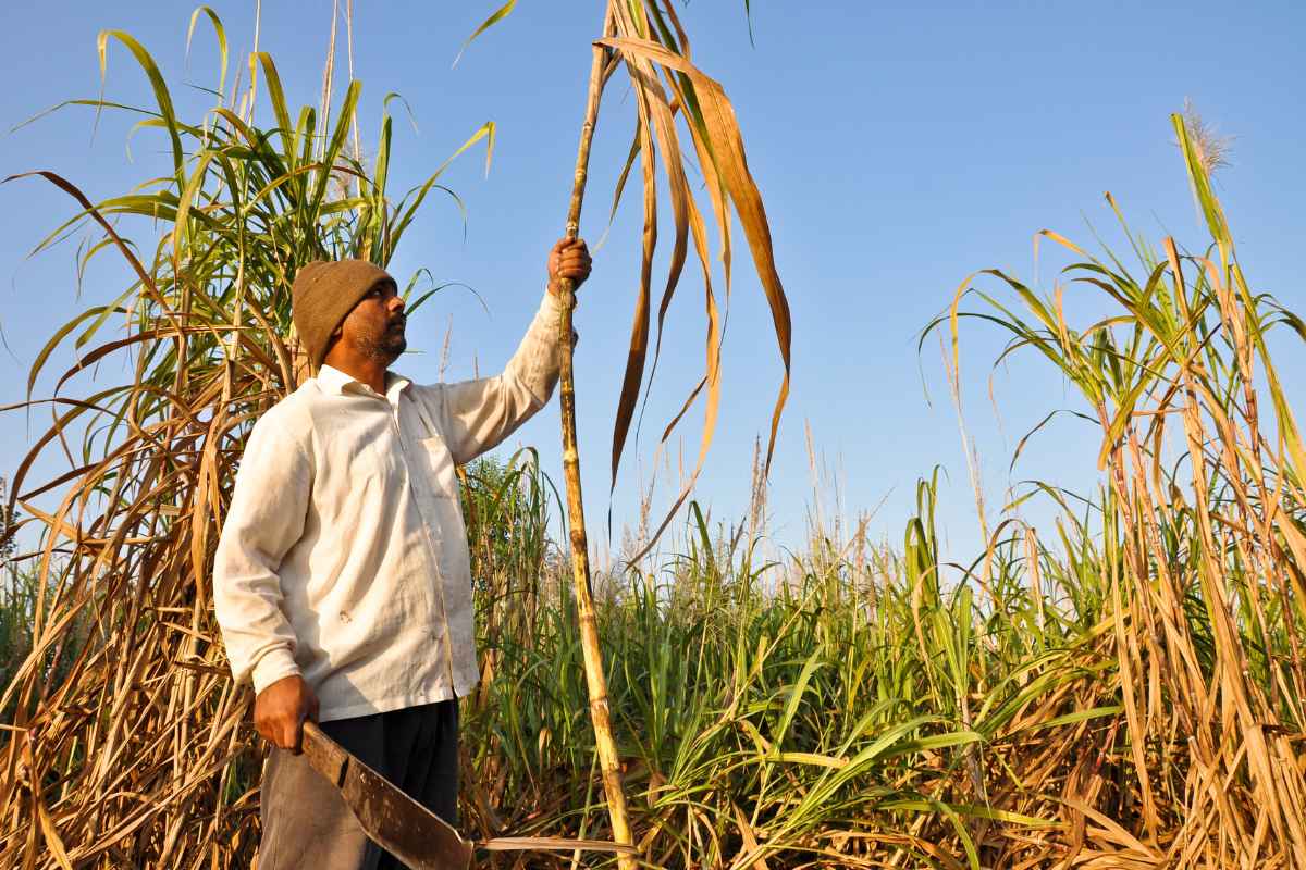 Expenditure on Farmer Scheme, Government scheme