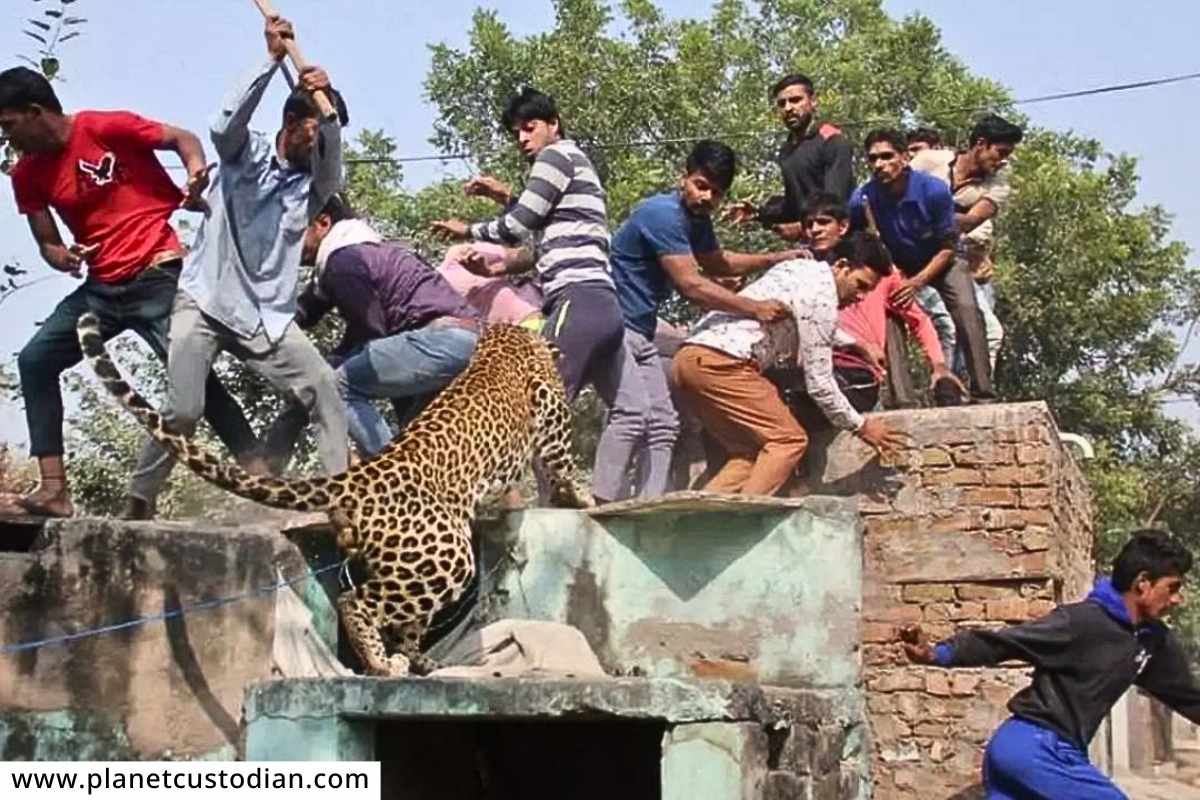 Wild animal attack compensation : वन्यप्राण्यांच्या हल्ल्यात मृत्यू झाल्यास वारसांना मिळणार 25 लाखांची भरपाई